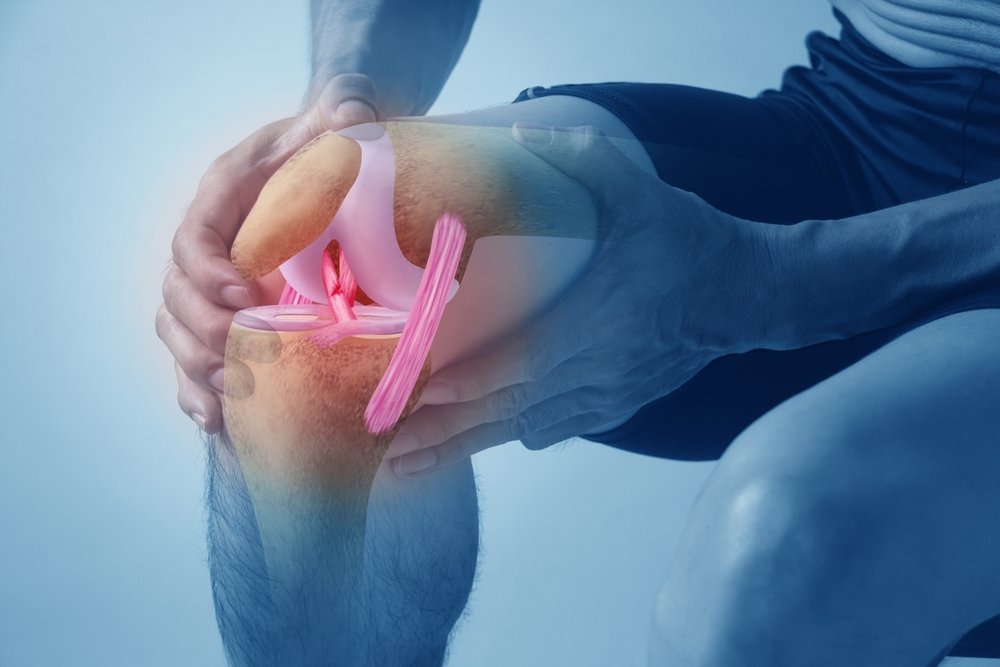 Knee Joint Anatomy