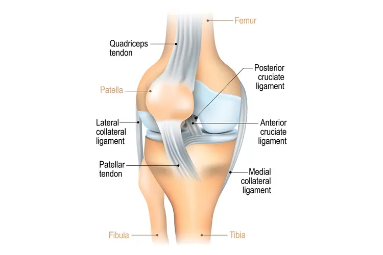 MCL Tear (Medial Collateral Ligament) medical illustration