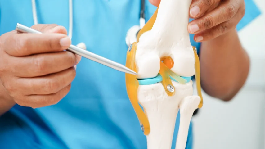 Quadriceps tendon graft and knee anatomy
